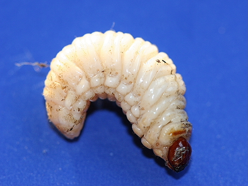 Larva da determinare: Curculionidae